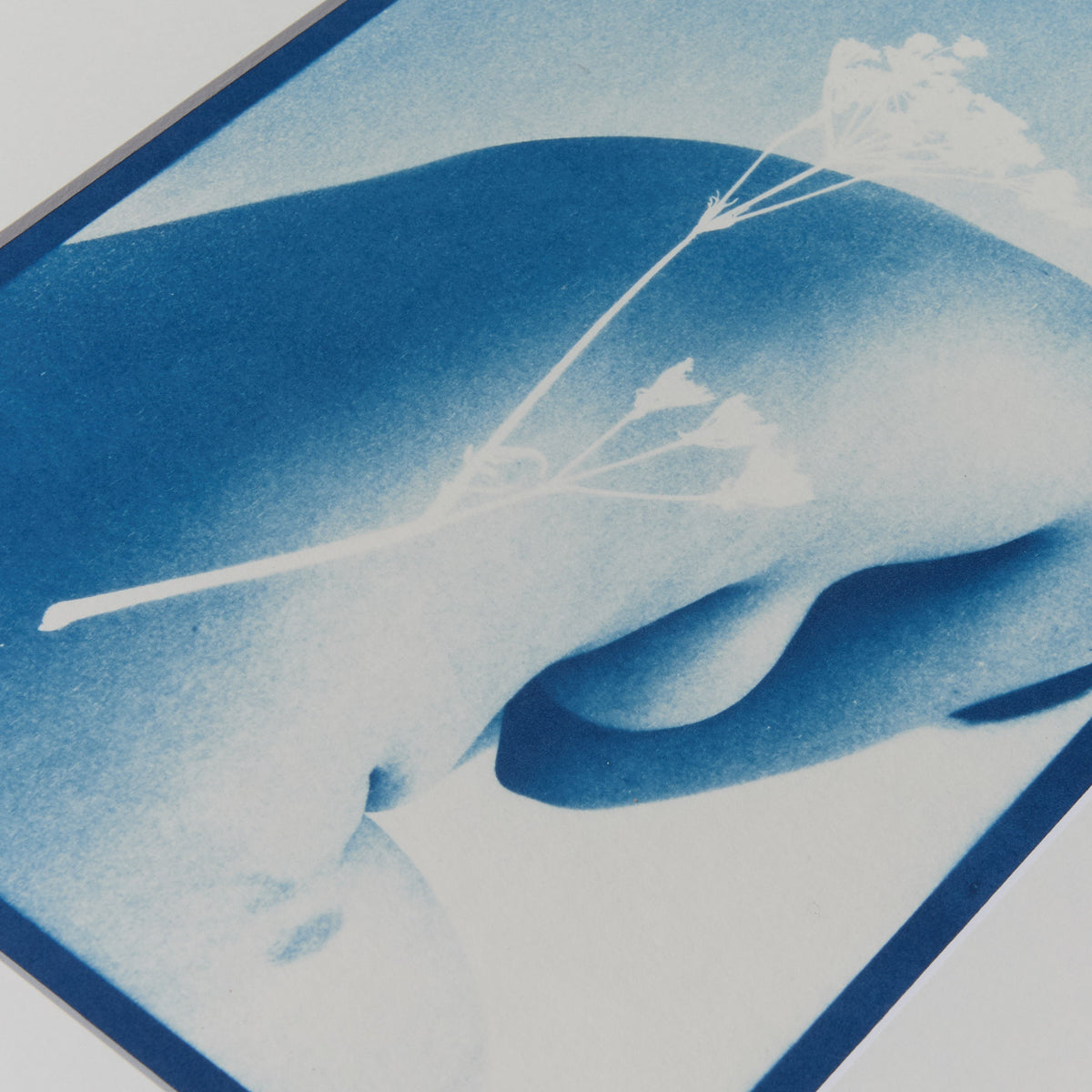 Stem Back - Original Cyanotype print