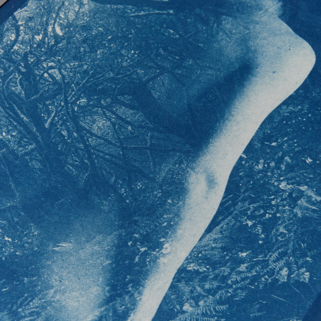 Ancient Forest - Original Cyanotype Print