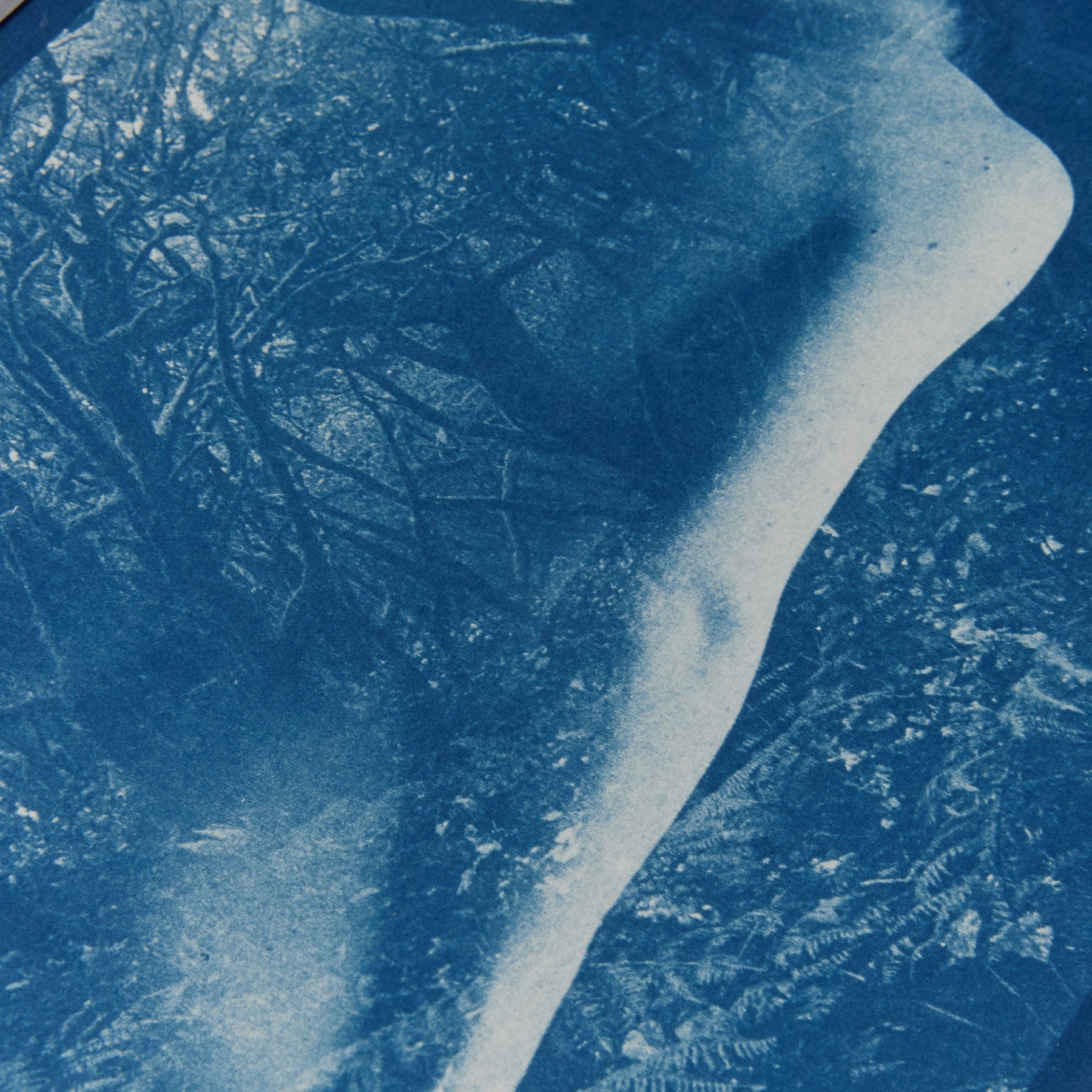 Ancient Forest - Original Cyanotype Print