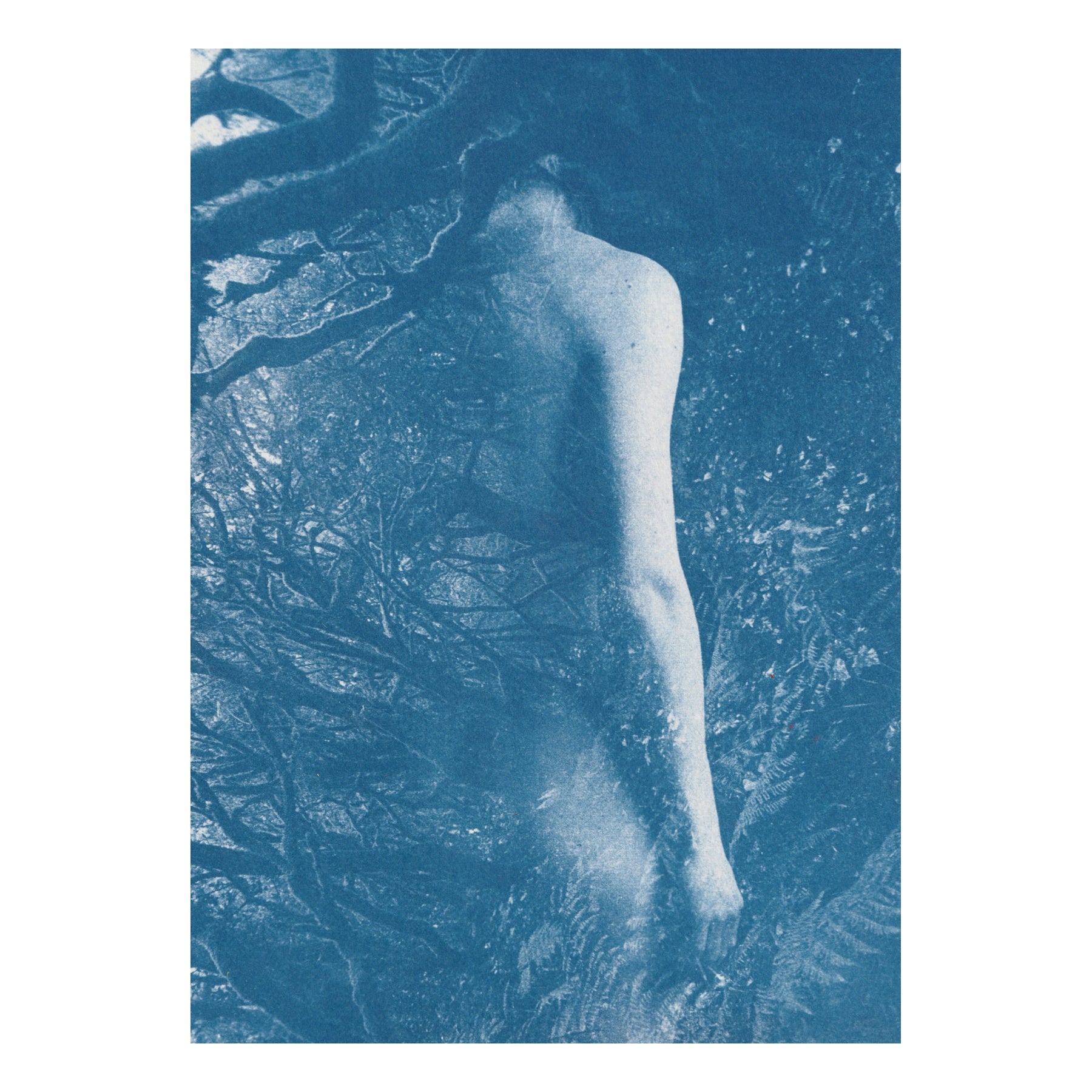 Ancient Forest - Original Cyanotype Print