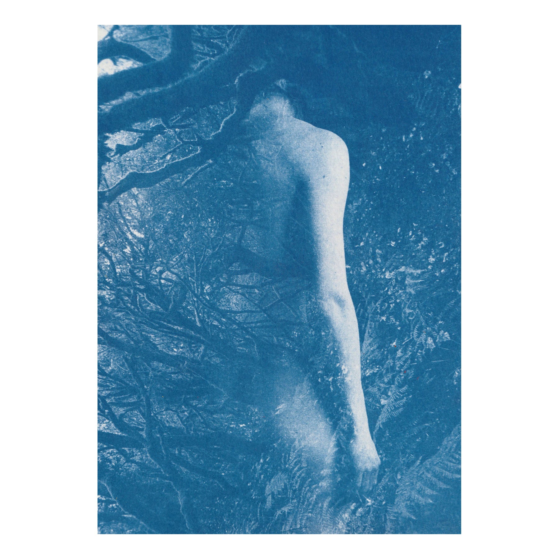 Ancient Forest - Original Cyanotype Print